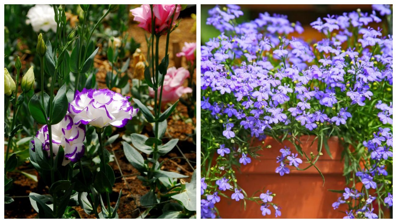 Еустома та Лобелія