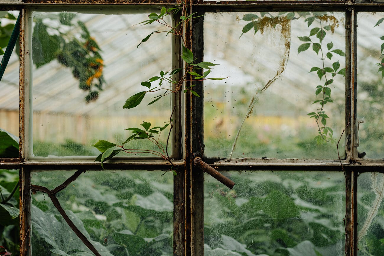 Експерти розповіли, чому теплиця швидко руйнується