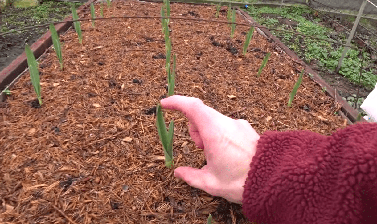 Городники попередили, яка дія зараз може зіпсувати врожай часнику швидше за мороз