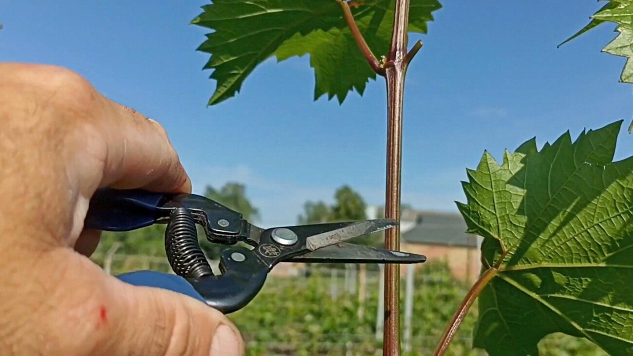 Садівники розповіли, які рослини потрібно обовʼязково обрізати в грудні Садівники розповіли, які рослини потрібно обовʼязково обрізати в грудні