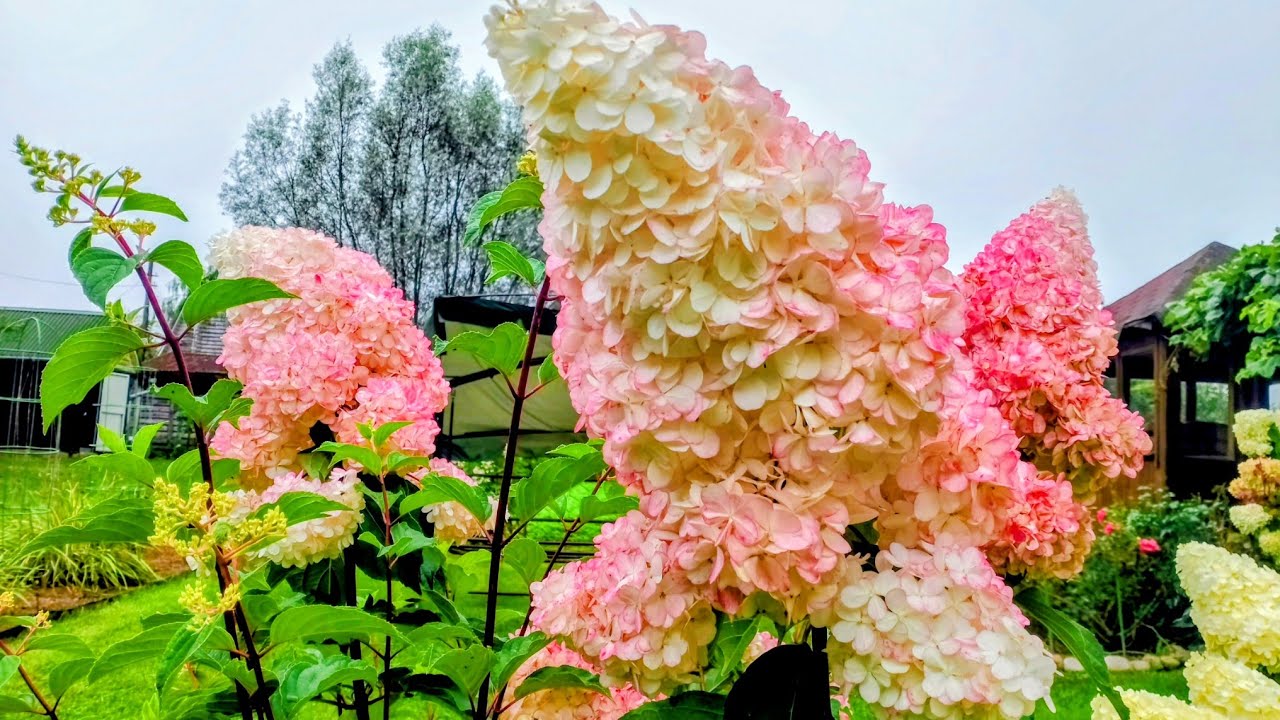 Садівники розповіли, які рослини потрібно обовʼязково обрізати в грудні Садівники розповіли, які рослини потрібно обовʼязково обрізати в грудні