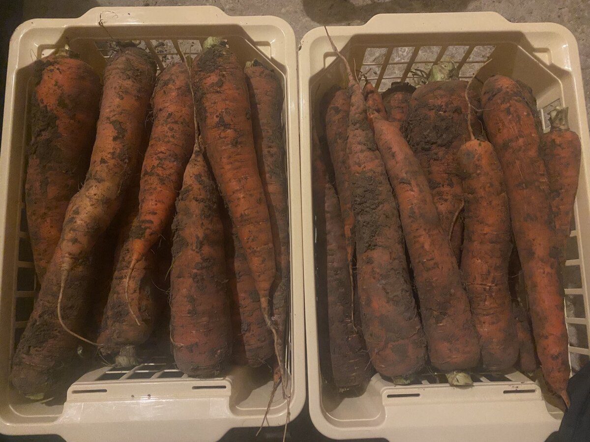 Господині розповіли, як зберігати моркву взимку, щоб вона не вʼянула