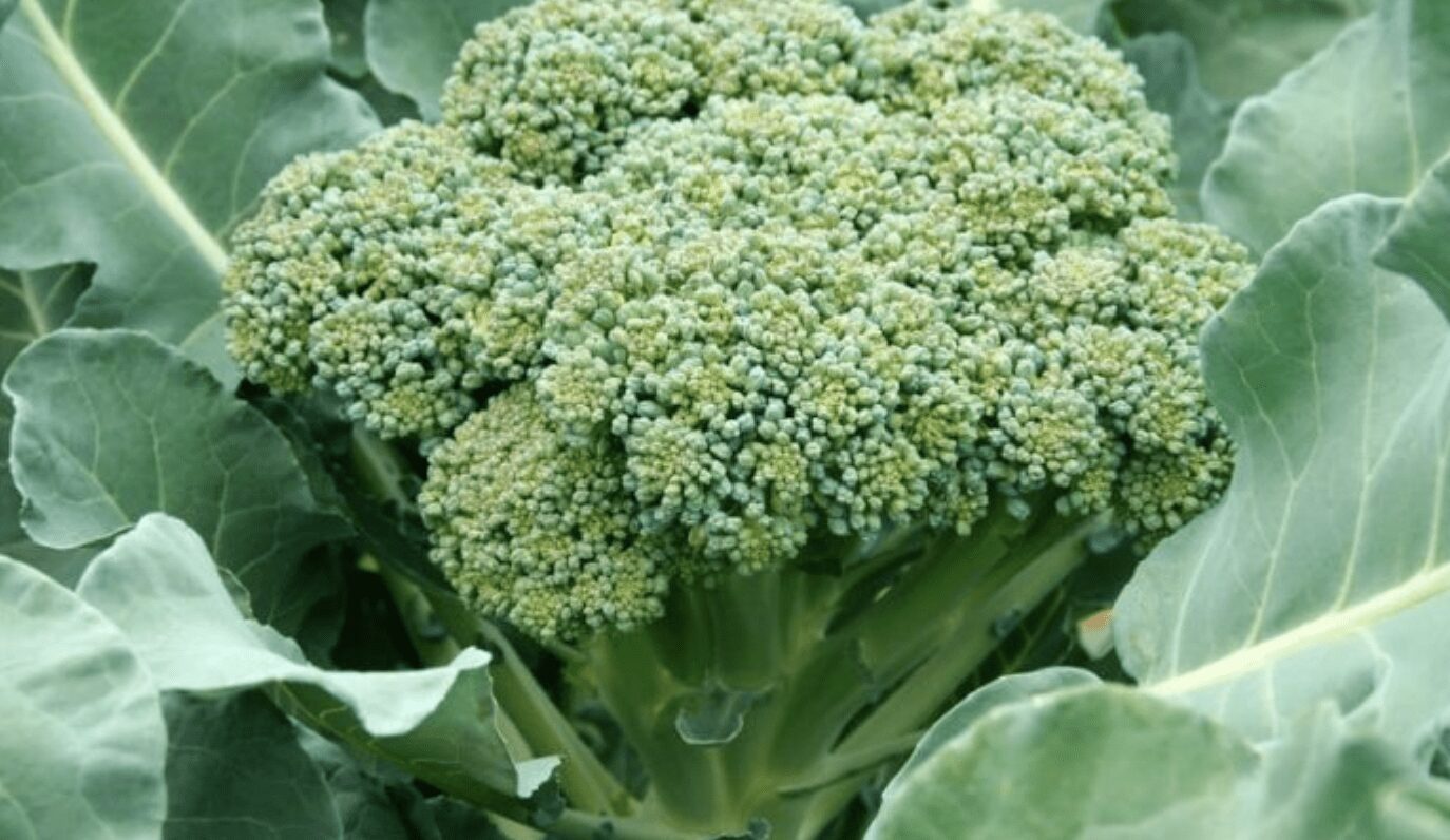 Експерти розповіли, які овочі не варто садити на городі