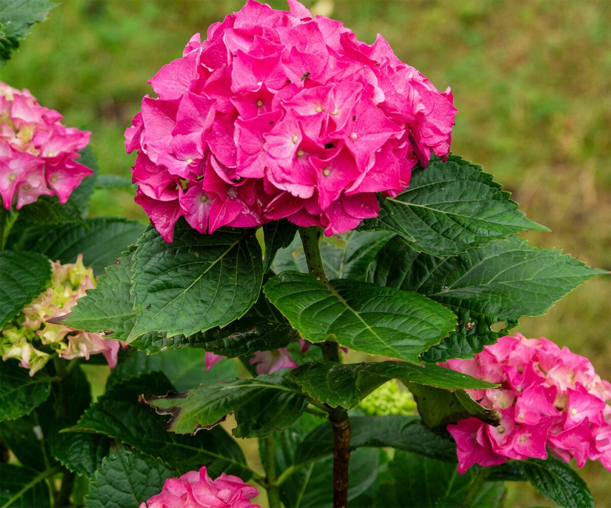 Садівники розповіли, як правильно укрити гортензії на зиму