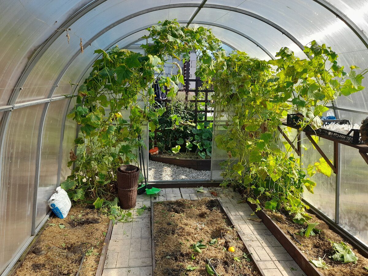 Садівники розповіли, як обігріти ґрунт у теплиці за допомогою пляшок Садівники розповіли, як обігріти ґрунт у теплиці за допомогою пляшок