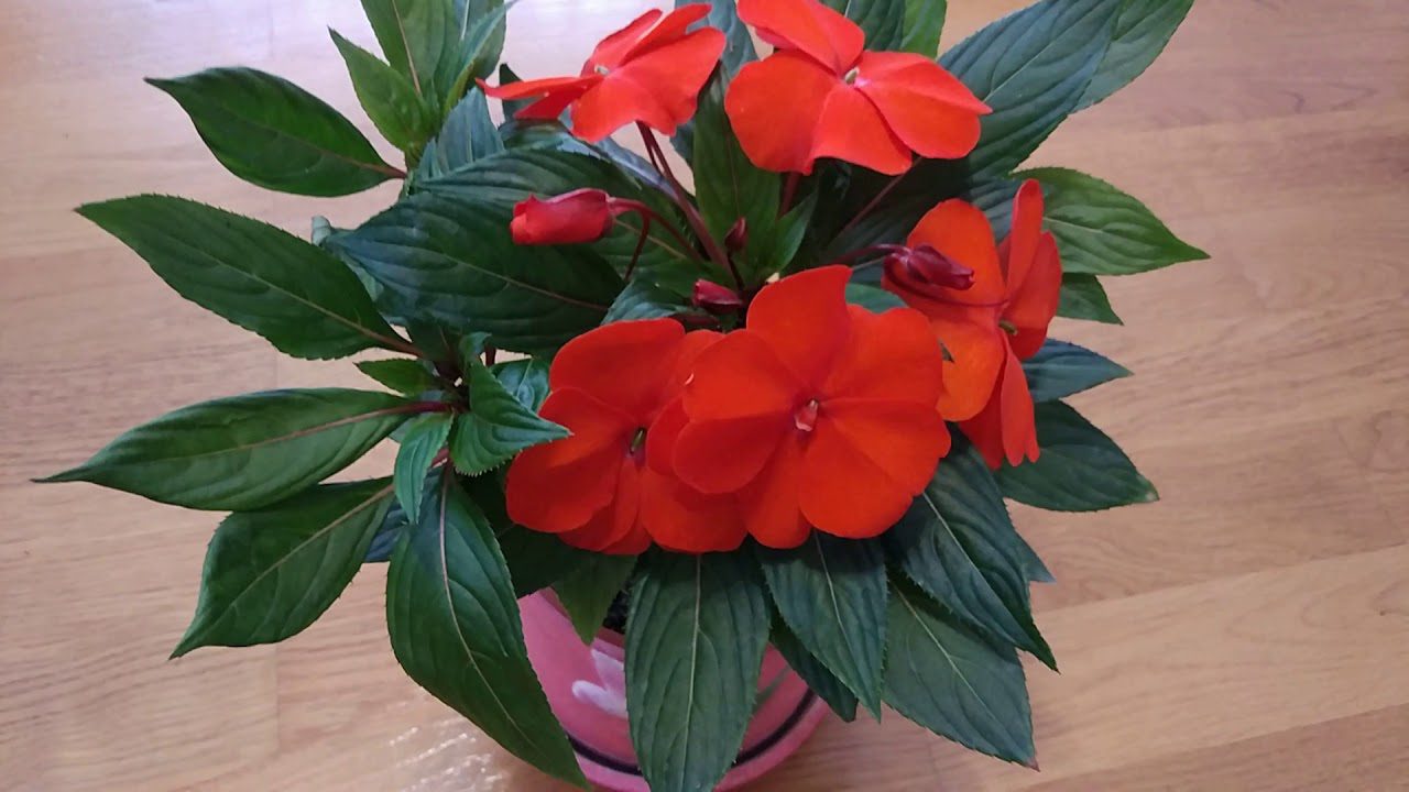 Квітникарі розповіли, як всього з пари насінин виростити яскравий бальзамін