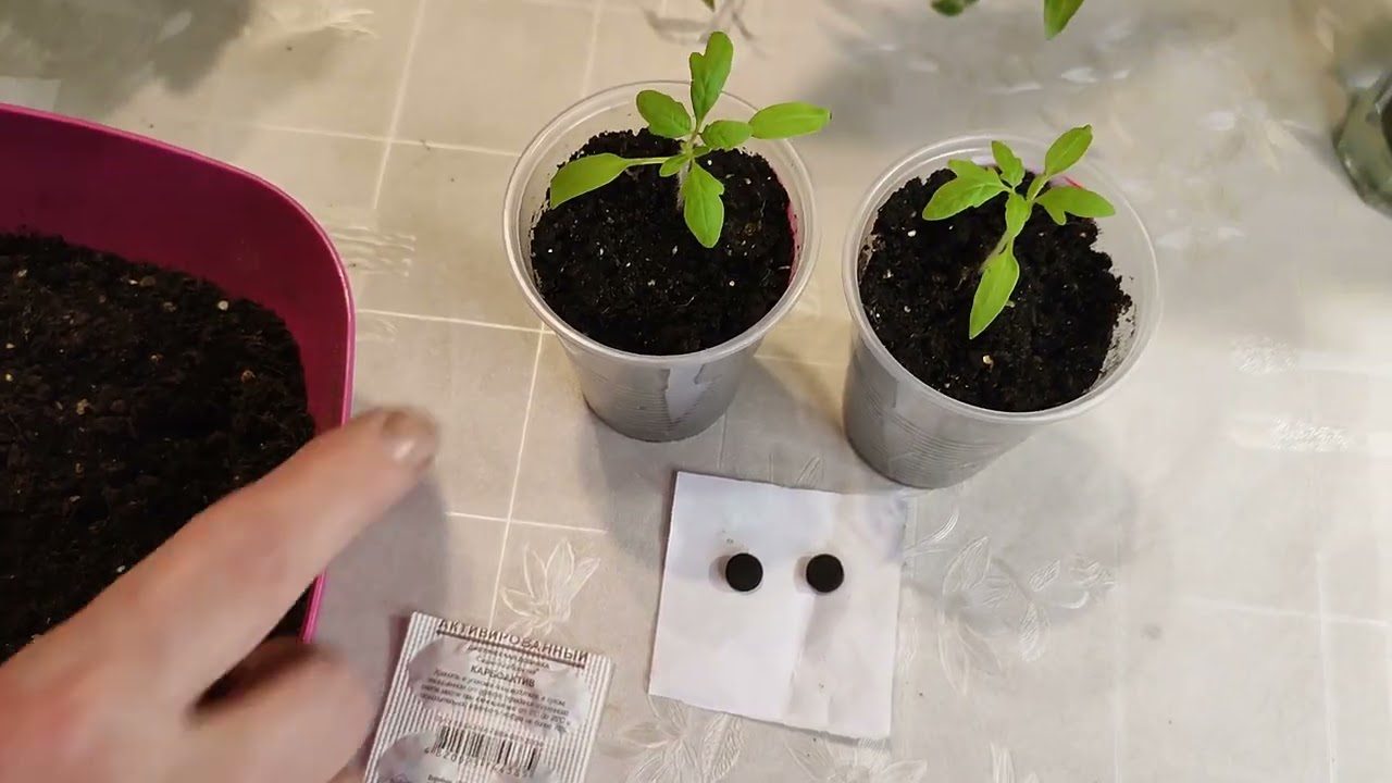 Експерти розповіли, чим підживити різдвяник, щоб він пишно квітнув