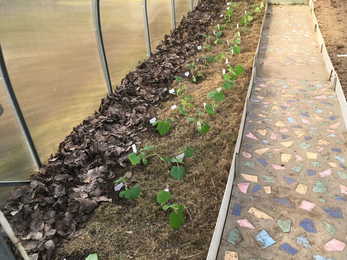 Городники розповіли, який сорт огірків може рости навіть в морози