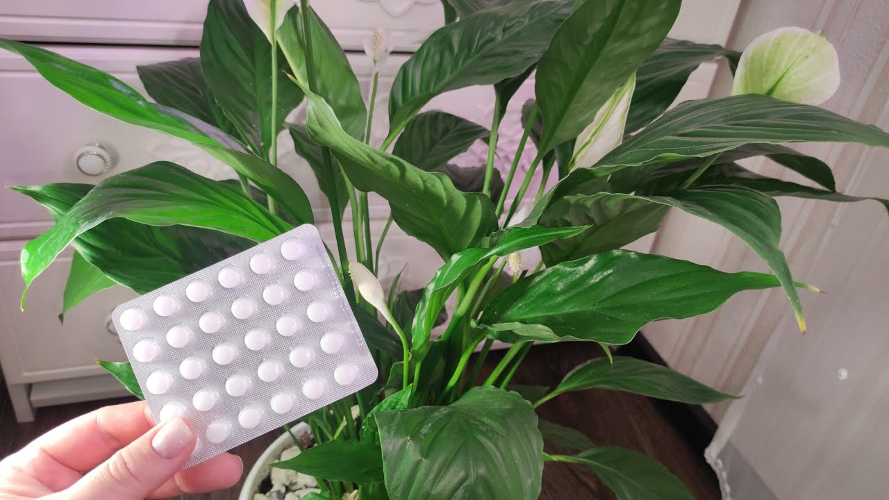 Квітникарі розповіли, як можна легко простимулювати цвітіння спатифілума взимку