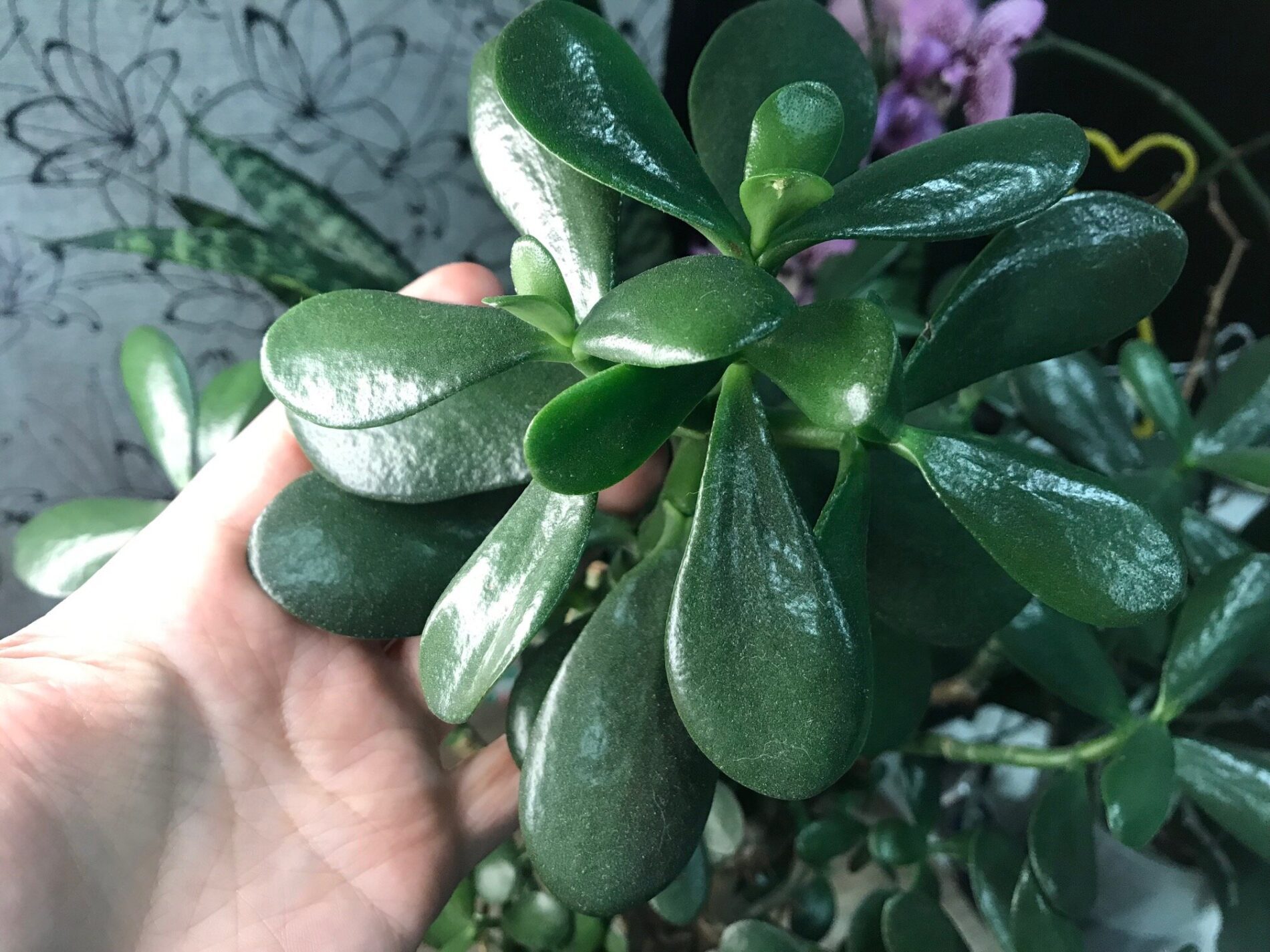 Експерти розповіли про помилки під час догляду за товстянкою