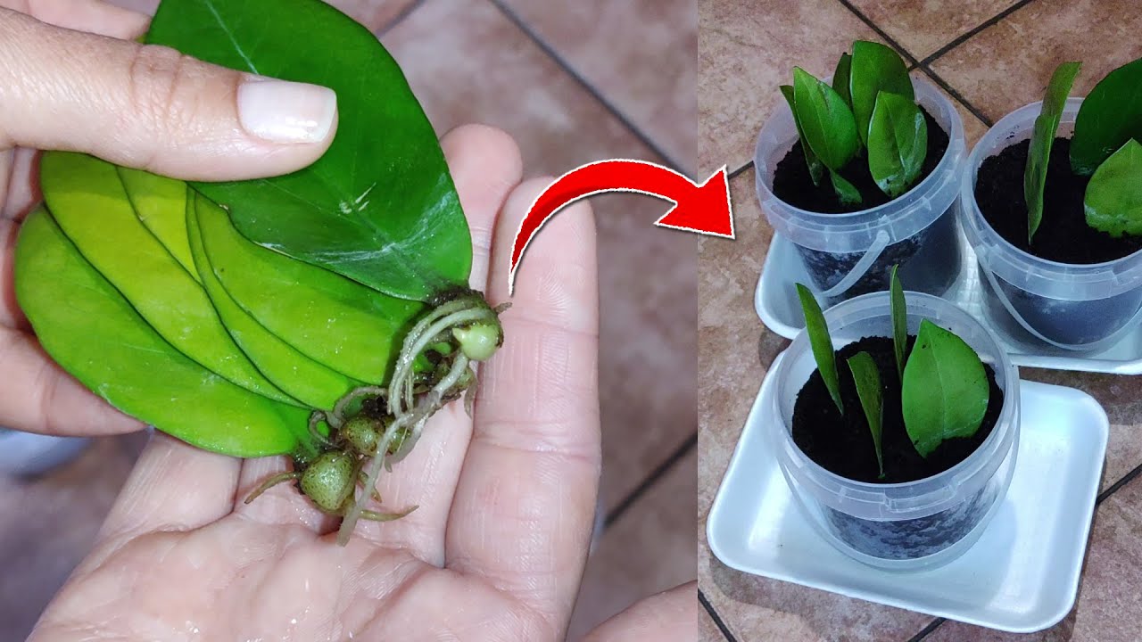 Садівники розповіли, як у домашніх умовах легко розмножити заміокулькас листом