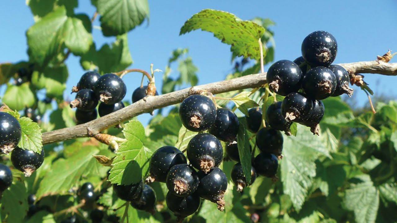 Садівники поділилися назвою найвдалішого сорту смородини