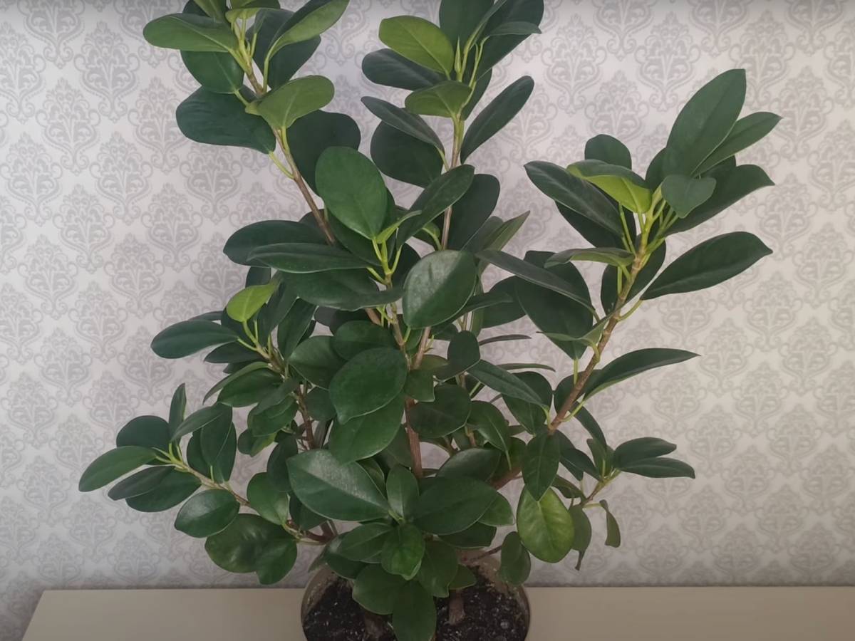 Експерти розповіли, як допомогти фікусу наростити зелену масу та бутони в зимовий період