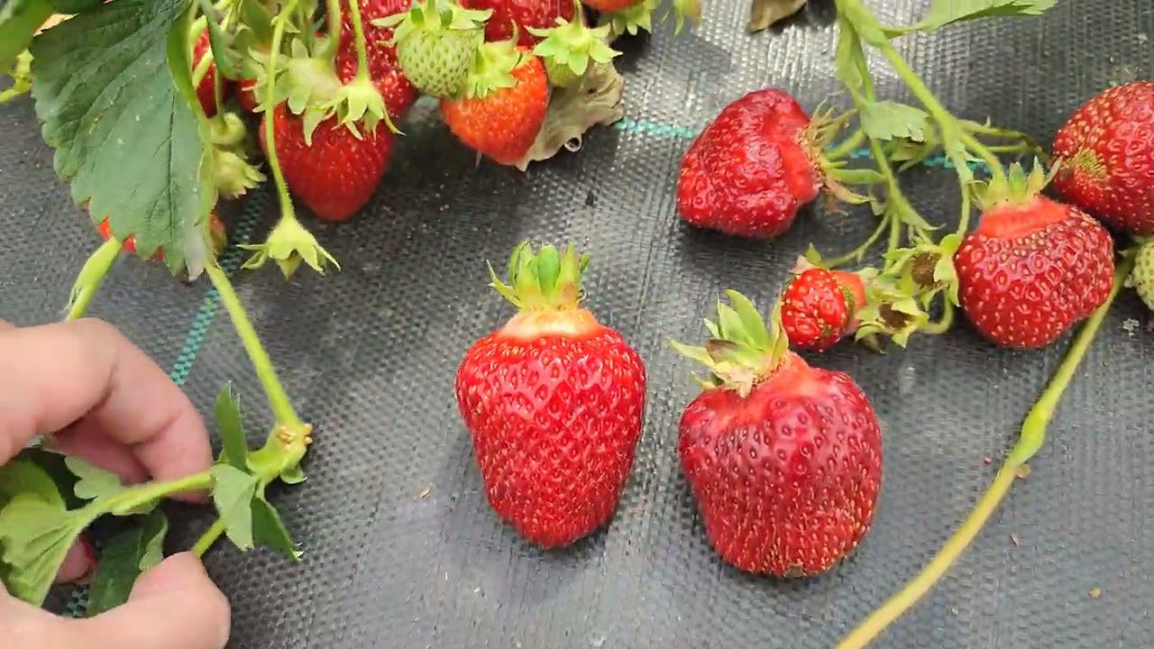 Сорт високоврожайної полуниці Луміно