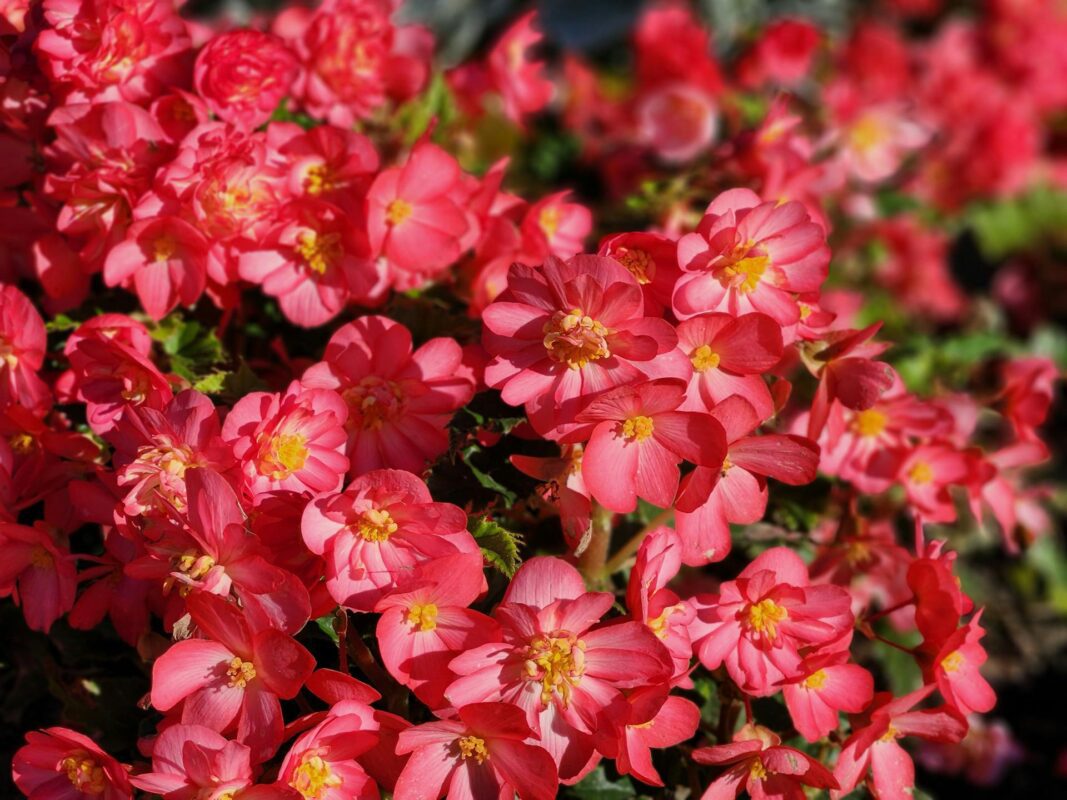 Садівники розповіли, які квіти потрібно посіяти на розсаду прямо зараз