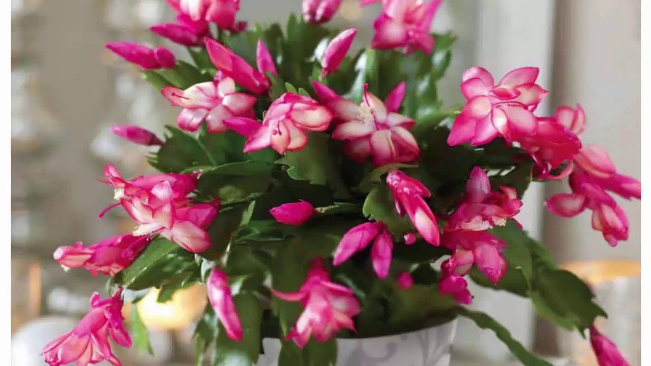 Квітникарі розповіли, як поливати декабриста, щоб він зацвів до Нового року