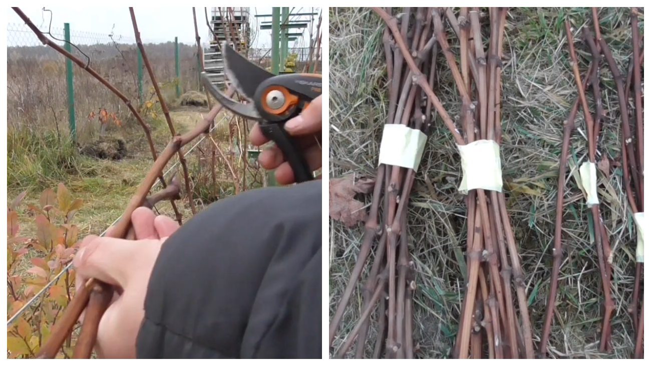 Садівники розповіли, як зберігати саджанці винограду Садівники розповіли, як зберігати саджанці винограду