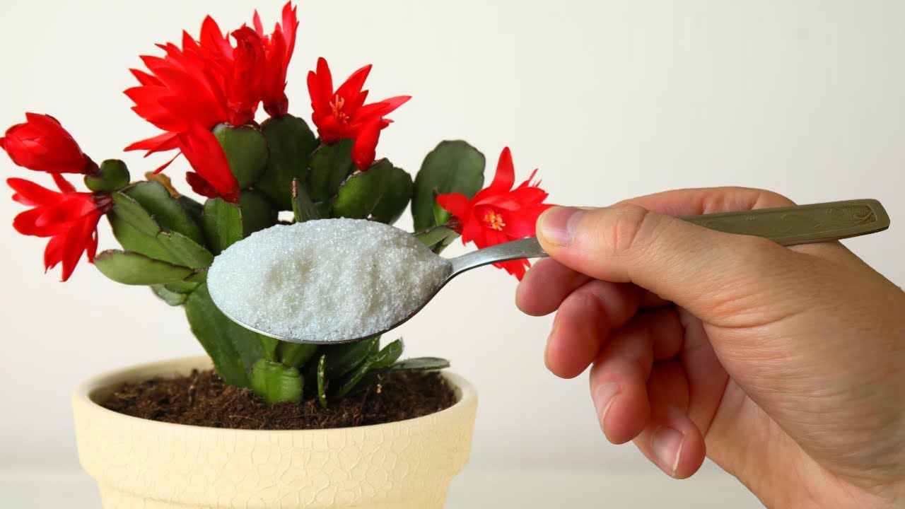 Експерти розповіли, чи можна поливати різдвяник цукровою водою