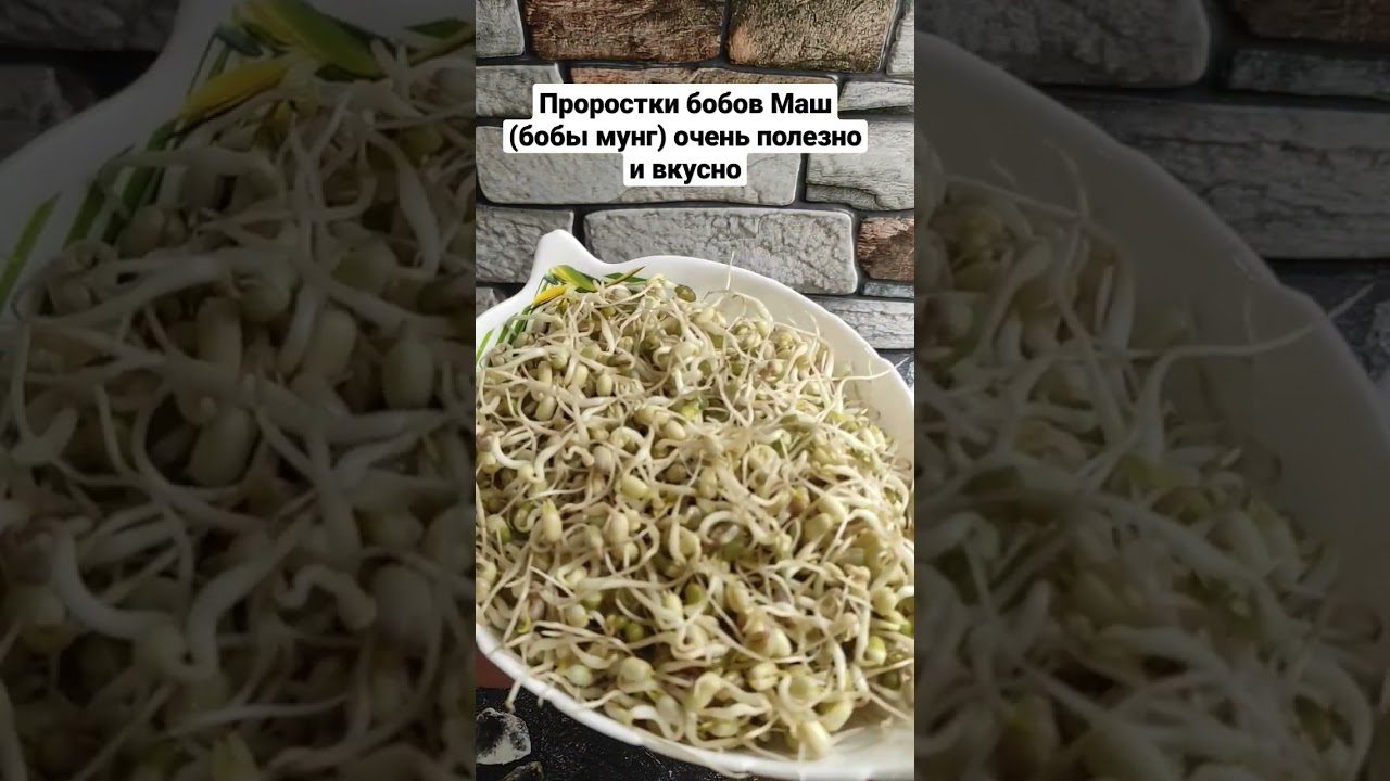 Бобова культура маш та її переваги