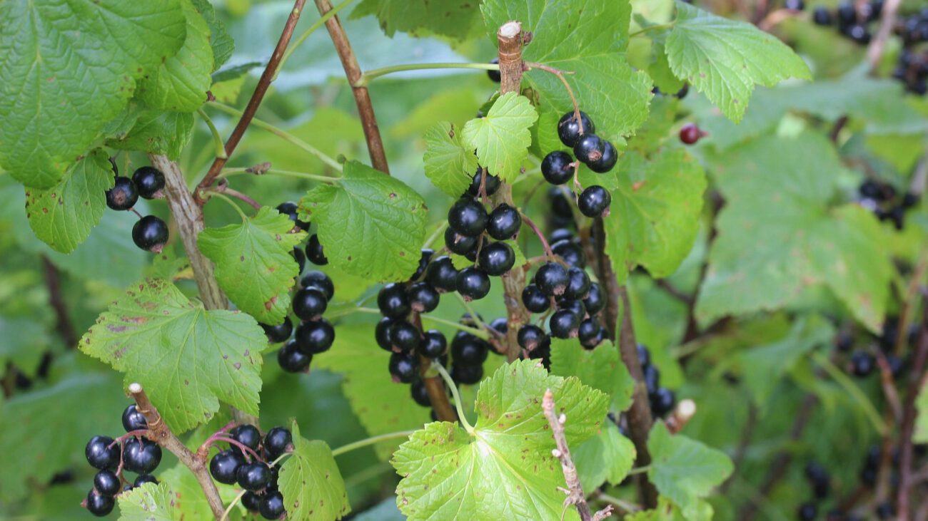 Садівники розповіли, чим підживити смородину взимку для щедрого врожаю