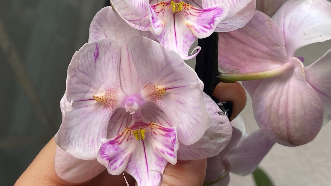 Квітникарі назвали протипоказання в підгодівлі орхідеї в домашніх умовах