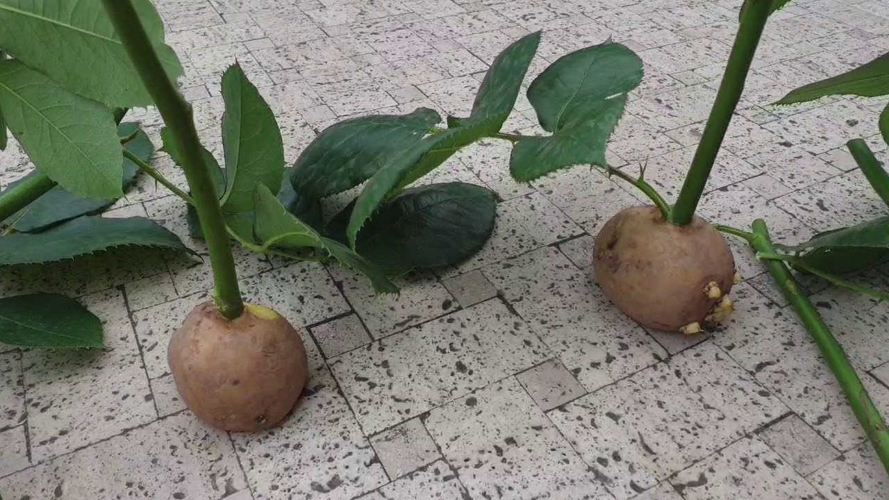 Садівники розповіли, чому живці троянд чорніють уже за 3 дні та як це зупинити