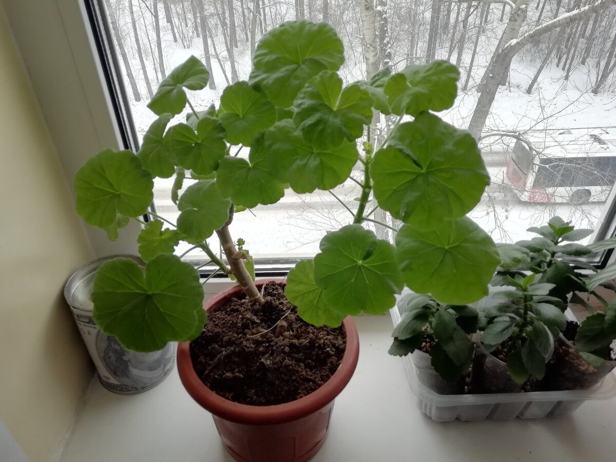 Експерти розповіли, що робити, якщо пеларгонія несподівано скидає листя і в'яне взимку