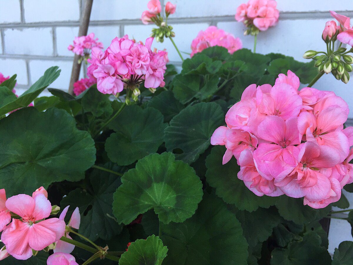 Експерти розповіли, що робити, якщо пеларгонія несподівано скидає листя і в'яне взимку