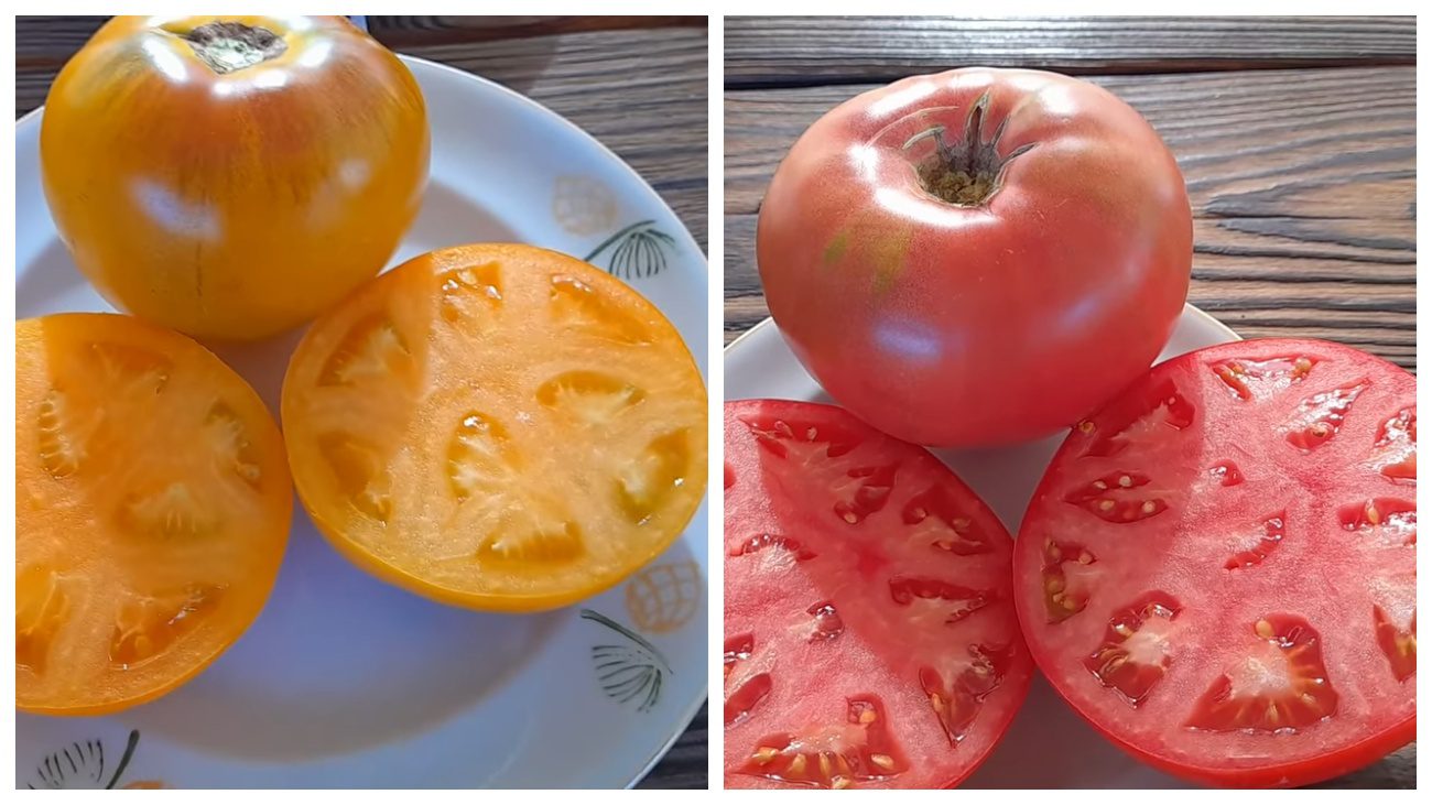 Городники порадили найврожайніші помідорні гібриди