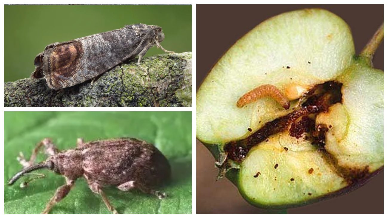 Садівники порадили народний метод боротьби зі шкідниками