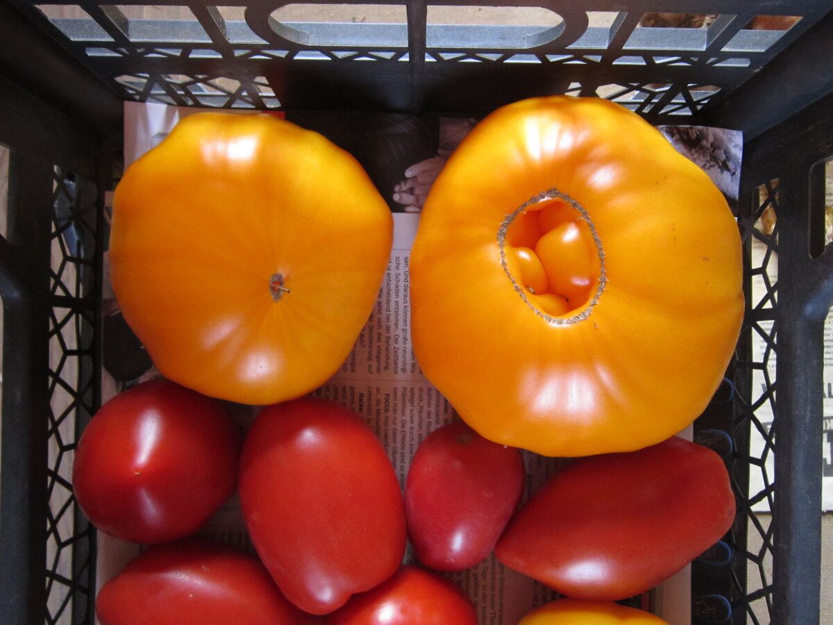 Експерти розповіли про найкращі сорти низькорослих томатів