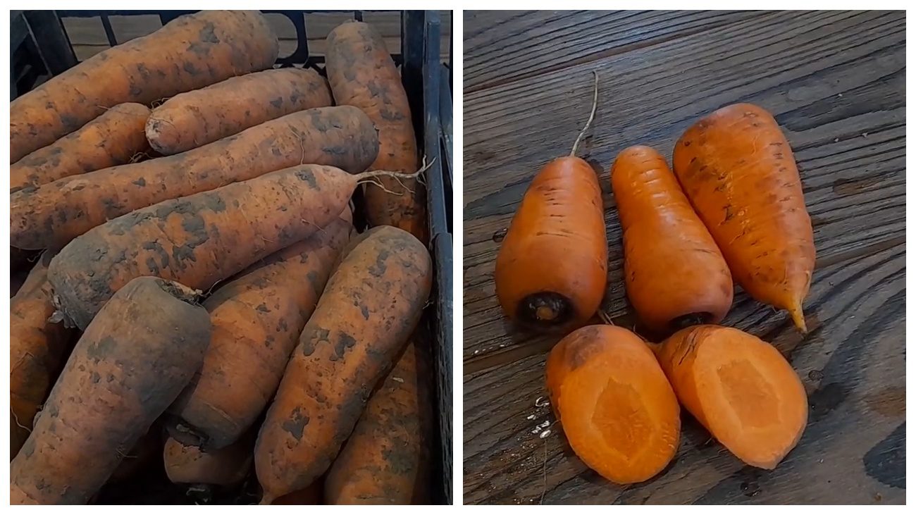 Городники розповіли про найврожайніші види моркви