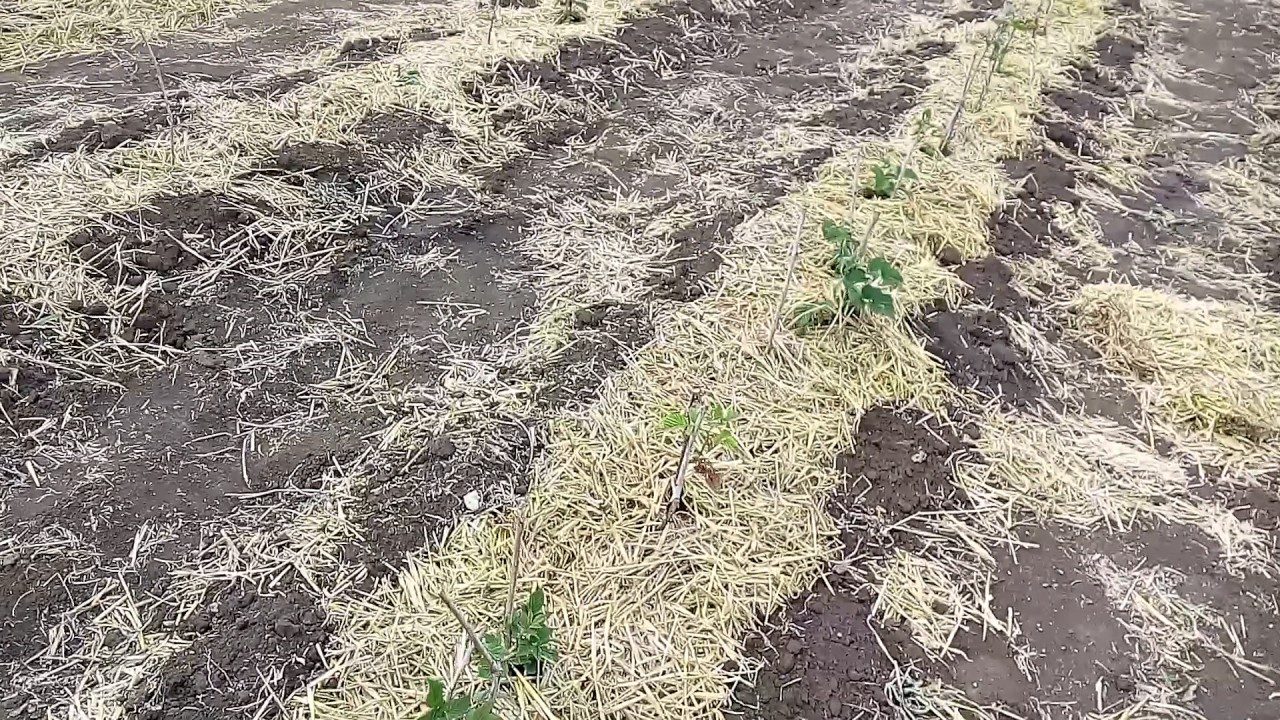 Дачники розповіли, чим замульчувати малину взимку