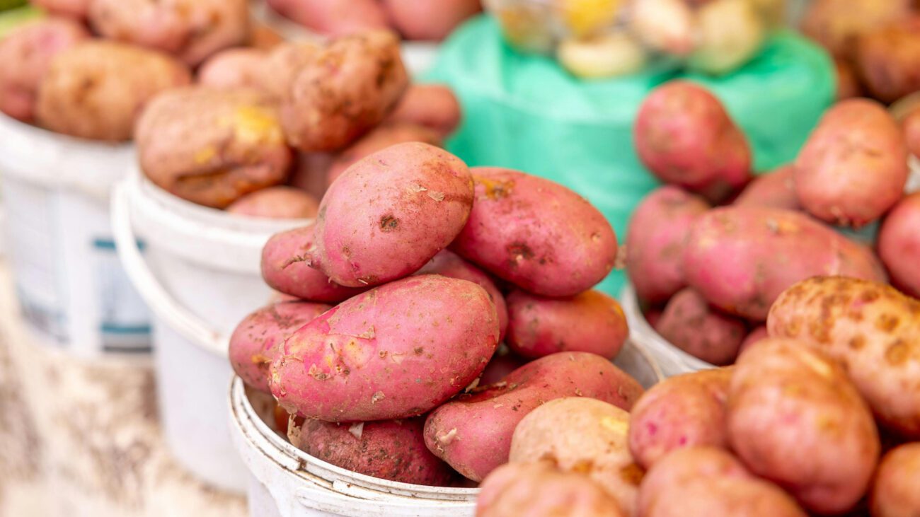Городники розповіли, який сорт картоплі посадити у 2026 році  