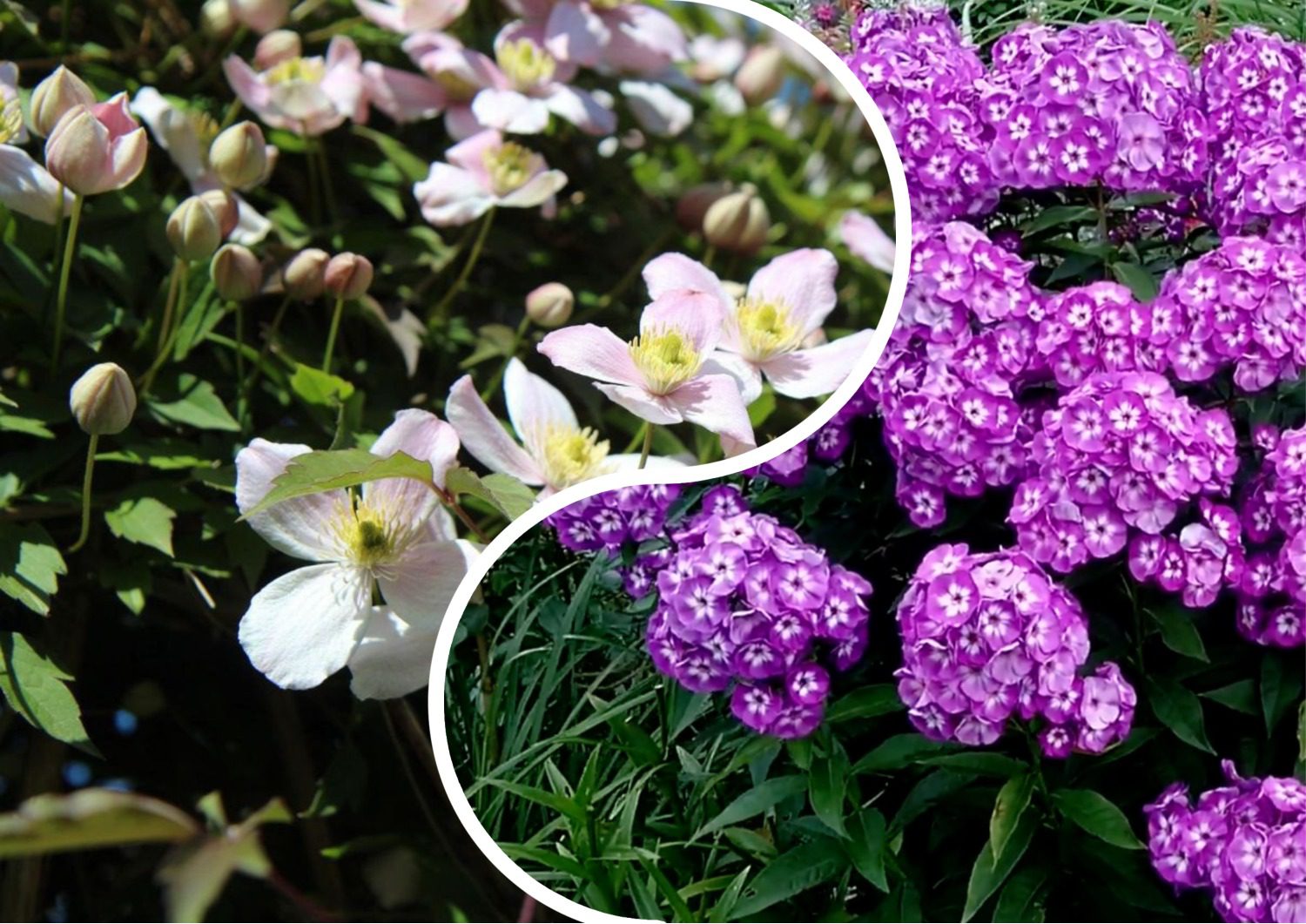 Експерти розповіли про ідеальні бордюрні багаторічні квіти 