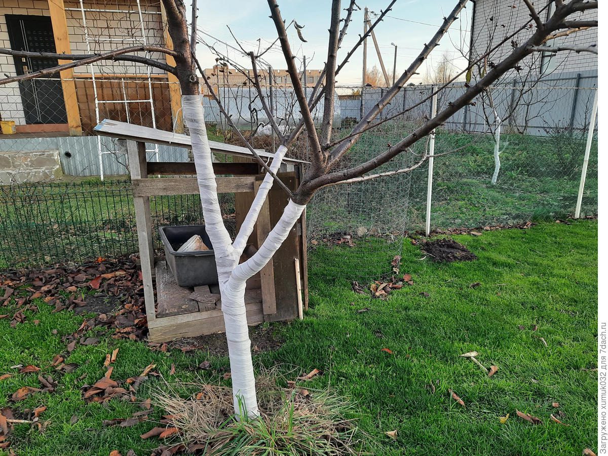 Експерти порадили спосіб, як не дати ґрунту навколо дерев затвердіти в морози і пошкодити кореневище