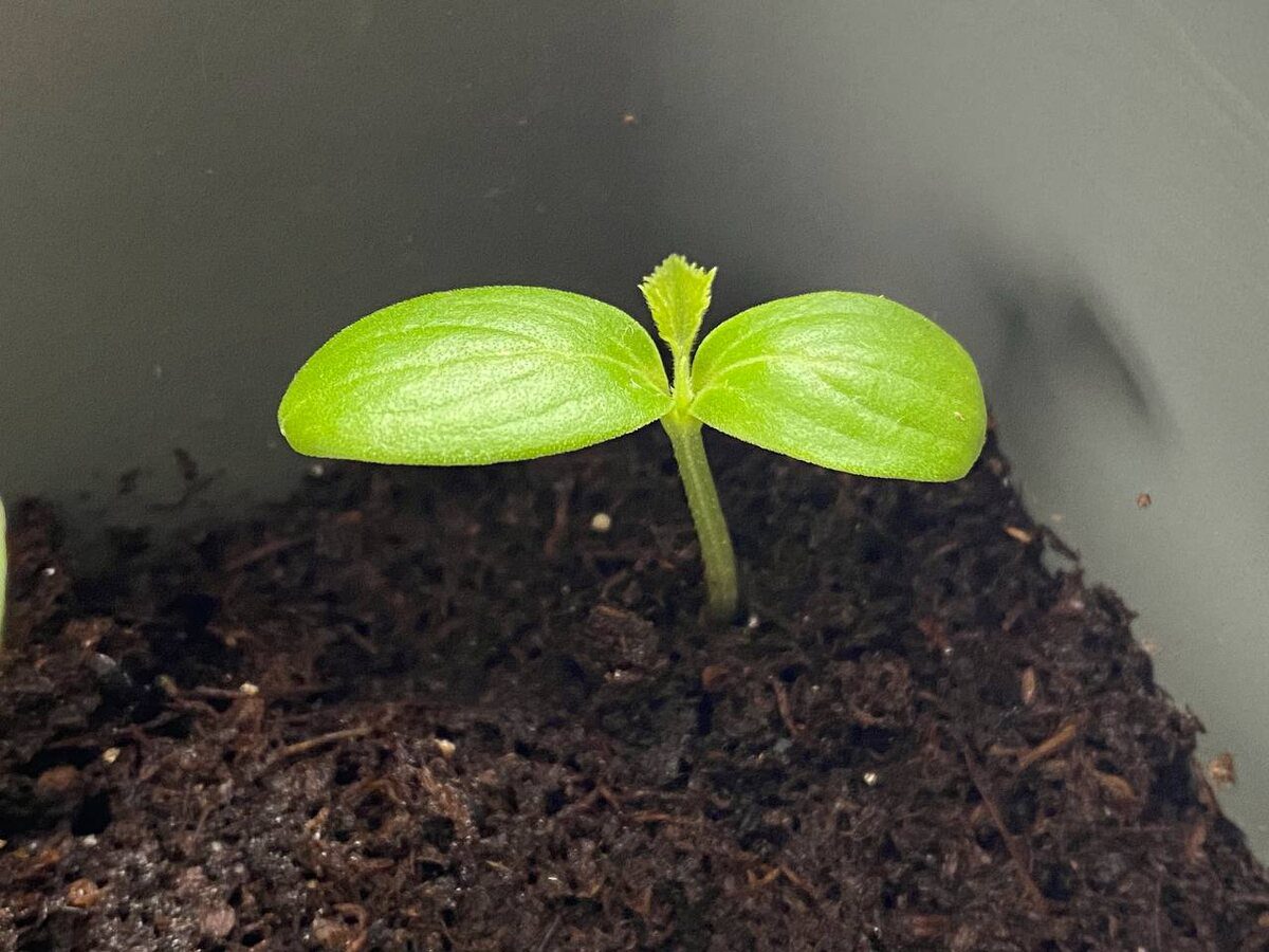 Городники розповіли секрети успішного вирощування розсади огірків