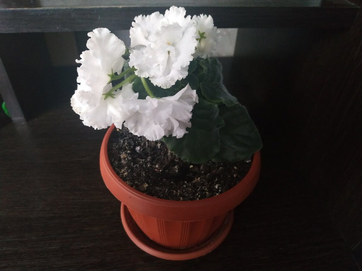 Експерти розповіли, як використовувати чай для підживлення кімнатних квітів взимку