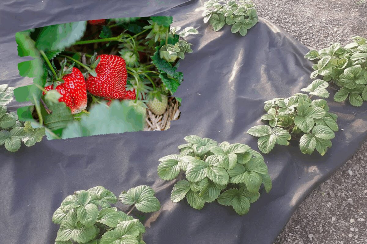 Садівники розповіли, що потрібно зробити з полуницею у грудні 2026