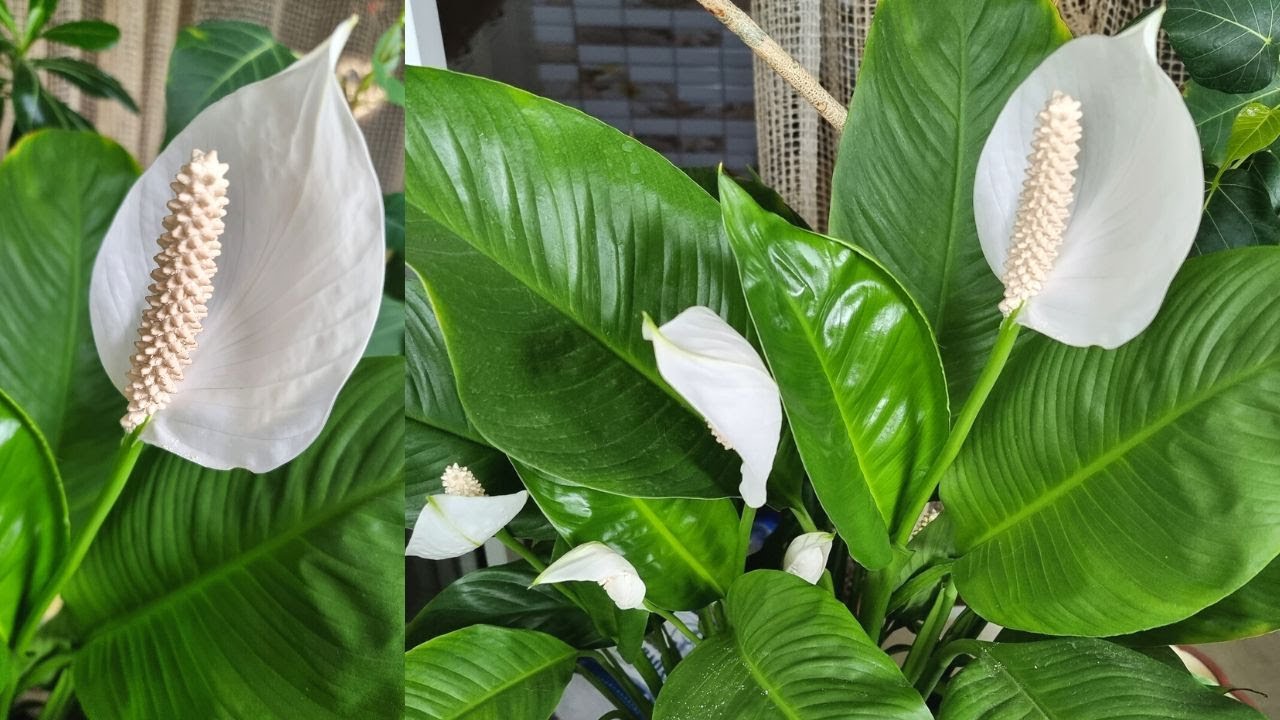 Квітникарі розповіли, чим можна підгодувати спатифілум для пишного цвітіння