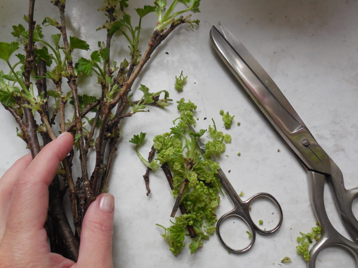 Експерти розповіли, як правильно зберігати живці, аби вони не гнили і не псувались взимку – поради