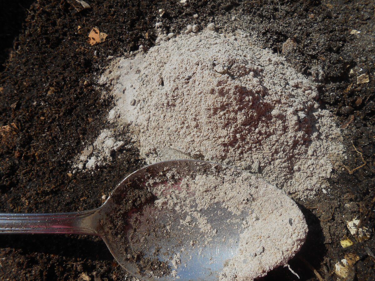 Городникам розповіли, які добрива можна приготувати з деревної золи за лічені хвилини