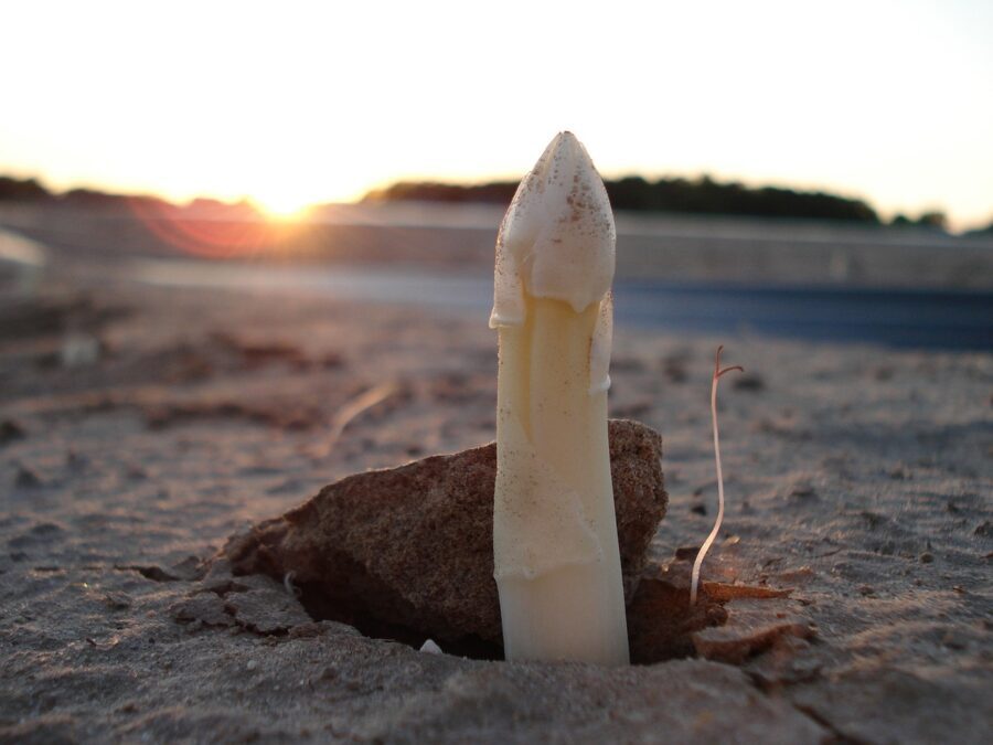 Городники назвали овоч, що не потребує зміни грядки