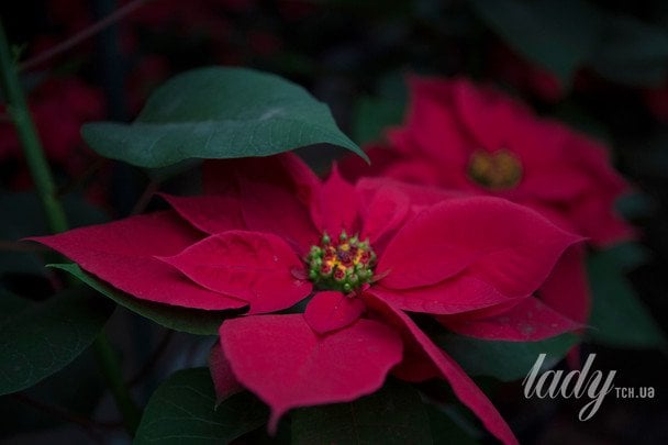 Пуансетія / © Associated Press