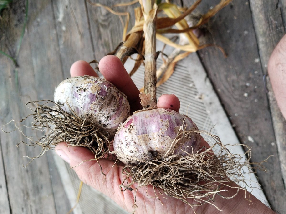 Городники розповіли, який сорт часнику обрати для підзимового посіву 