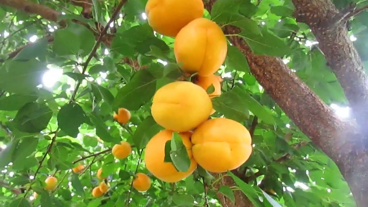 Коли підживити абрикоси восени