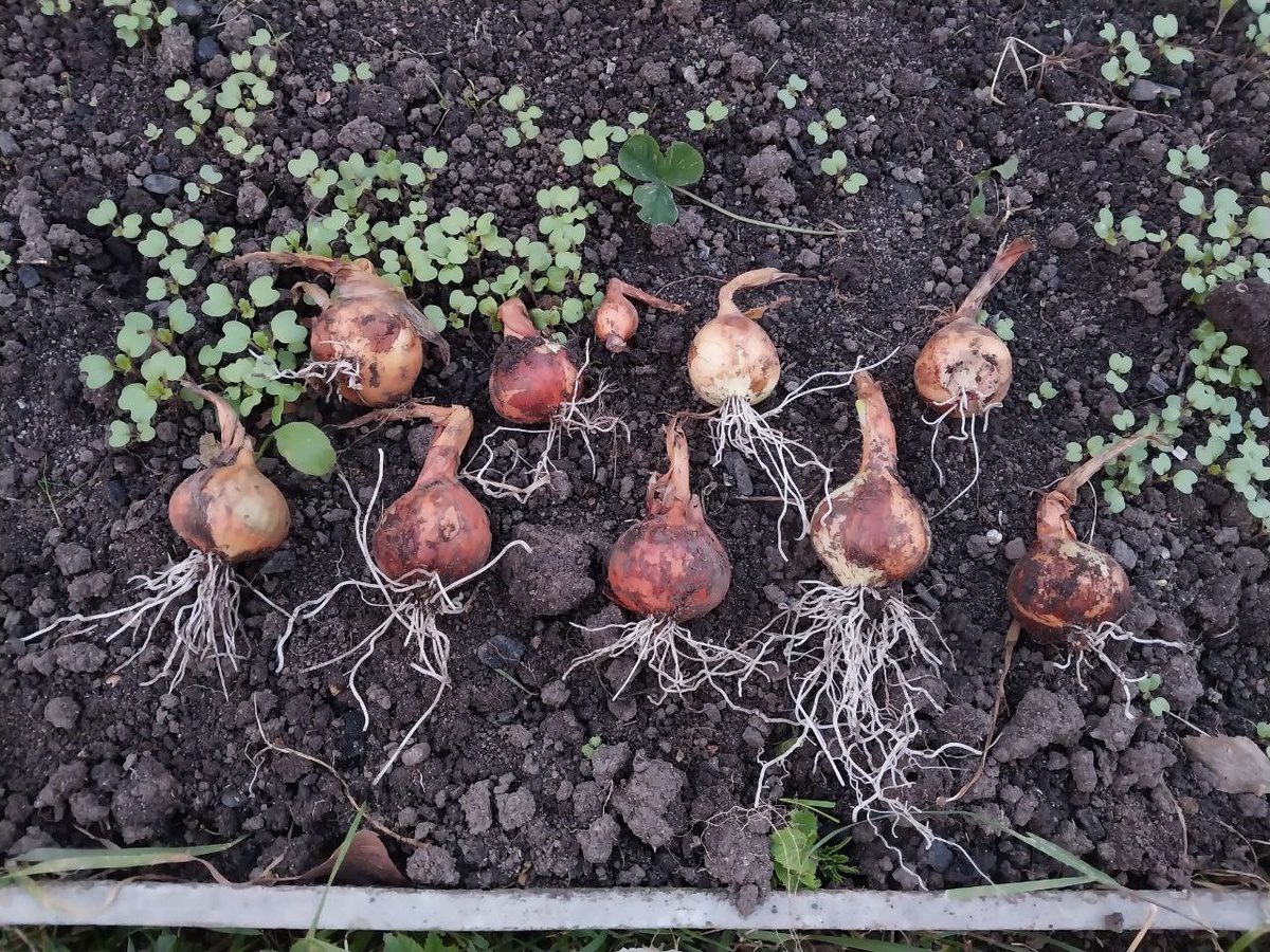 Городники розповіли, чим та коли удобрювати озиму цибулю 