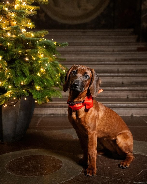 Бонні / © Шведська королівська родина/Instagram