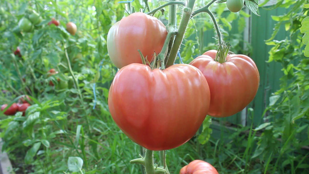 Високоврожайні сорти помідорів для вирощування на Волині