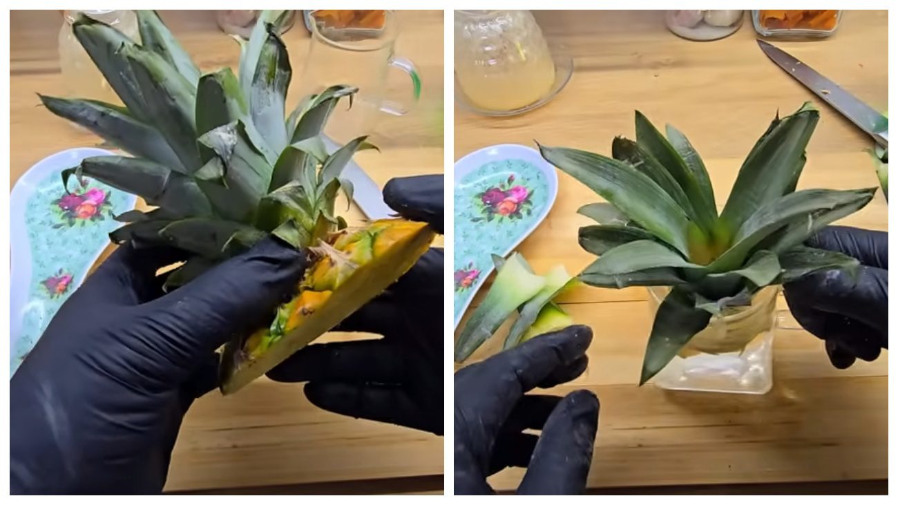 Експерти поділилися методами вирощування ананаса